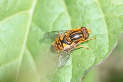 Parhelophilus versicolor