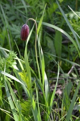 Fritillaria meleagroides