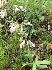 Penstemon pallidus