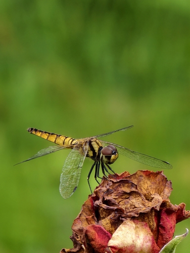 Scarlet Adjutant