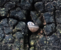 Strobilops texasianus