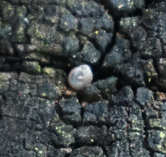 Strobilops texasianus
