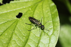 Tenthredo mesomela