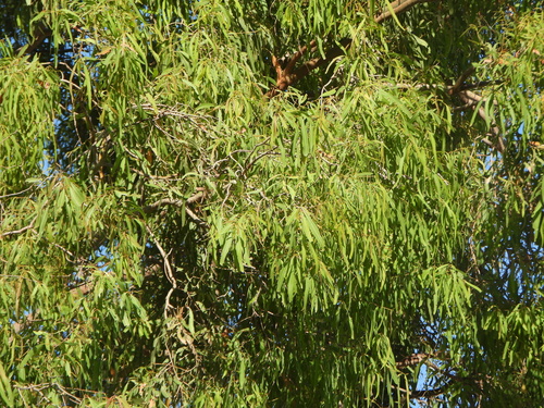 Corymbia tessellaris