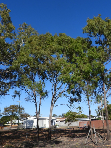 Corymbia tessellaris, photograph 1