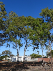 Corymbia tessellaris, photograph author not stated, no rights reserved