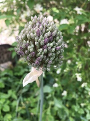 Allium ampeloprasum