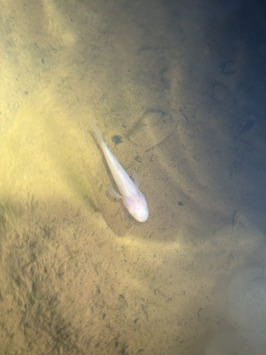 Northern Cavefish