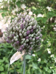 Allium ampeloprasum