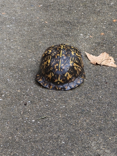 Eastern Box Turtle