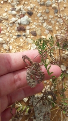 Hippocrepis multisiliquosa