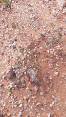 Hippocrepis multisiliquosa