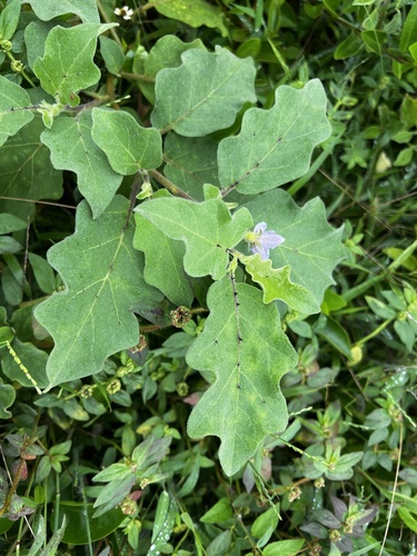 Solanum violaceum, photograph 4