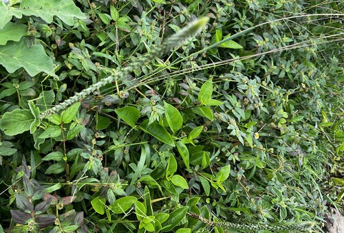 Achyranthes aspera, photograph 3