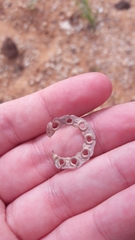 Hippocrepis multisiliquosa