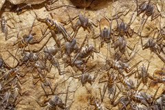 Ceuthophilus stygius