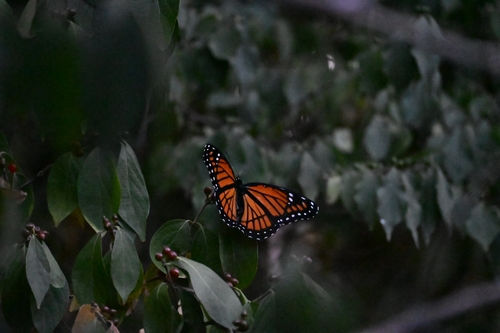 Viceroy