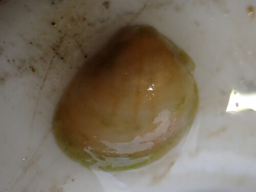 Nucula hartvigiana, 2026-08-24