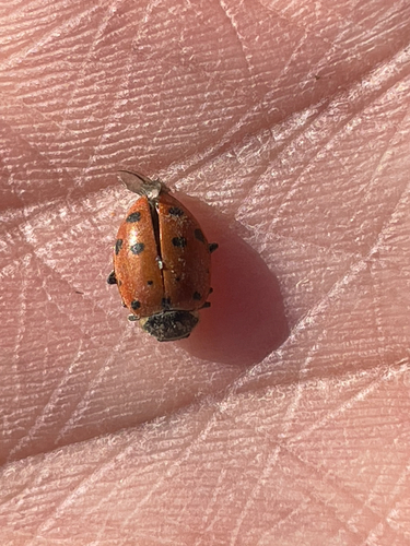 Convergent Lady Beetle