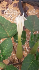 Datura innoxia