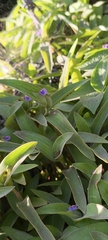 Cyanotis cristata