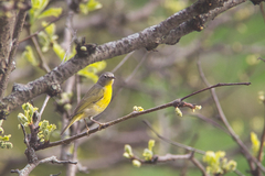 Leiothlypis ruficapilla