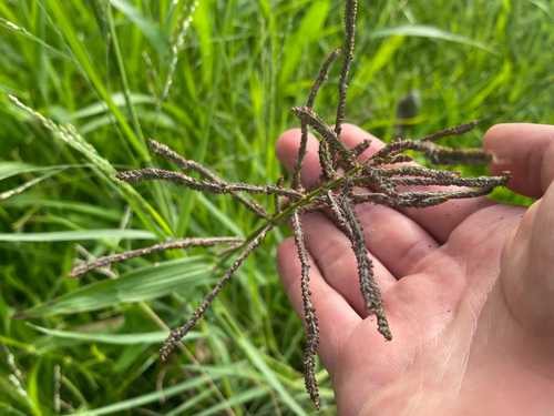 Paspalum paniculatum observed 2026-09-05