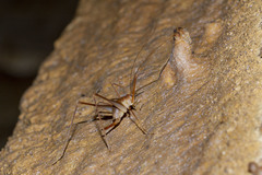 Hadenoecus subterraneus