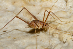 Hadenoecus subterraneus