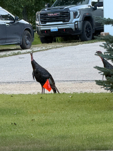 Wild Turkey