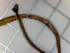 Puccinia liliacearum