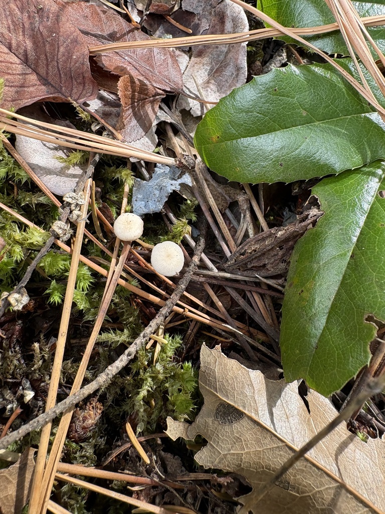 Fir-Cone Mushroom · September 2026 · photo: Photo: (c) sylbobaggins, some rights reserved (CC BY) · iNaturalist