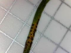 Puccinia liliacearum