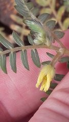Tribulus terrestris