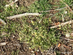 Diplotaxis catholica