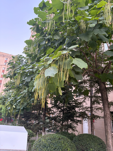 Chinese catalpa