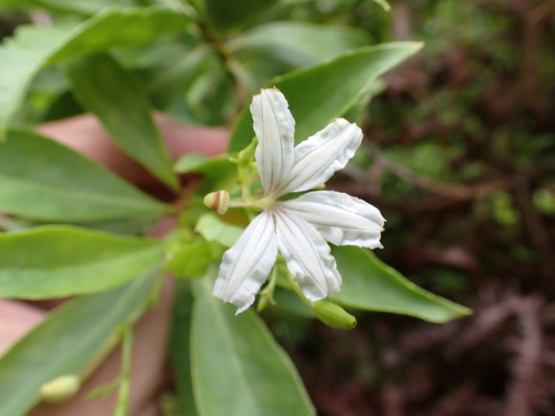 Scaevola gaudichaudiana, photograph 3