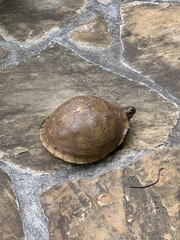 Terrapene carolina triunguis