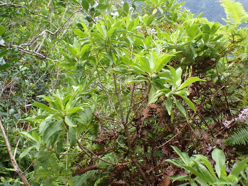 Scaevola gaudichaudiana, photograph 4