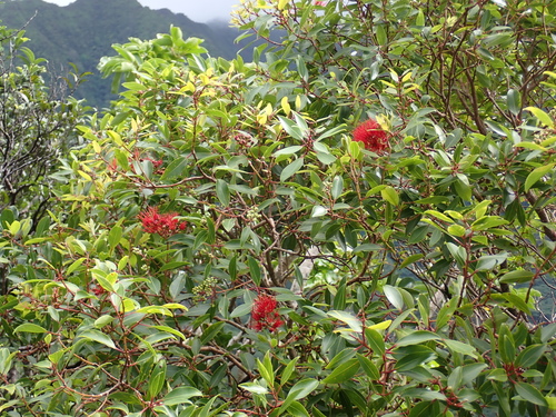 Metrosideros tremuloides observed 2026-09-05