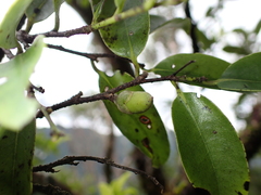 Diospyros sandwicensis, photograph (c) Neal Kelso, some rights reserved (CC BY)