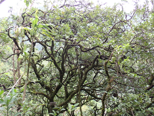 Diospyros sandwicensis, photograph 4