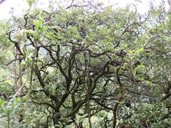 Diospyros sandwicensis, photograph (c) Neal Kelso, some rights reserved (CC BY)