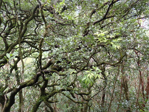 Diospyros sandwicensis, photograph 5