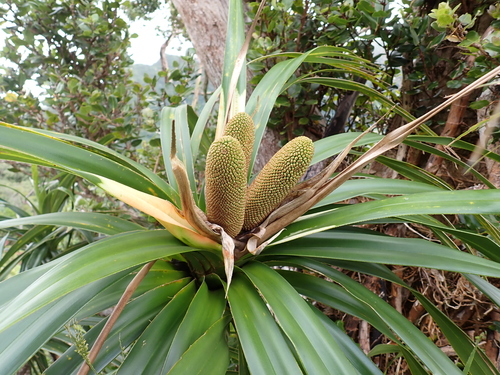 Freycinetia arborea, photograph 4