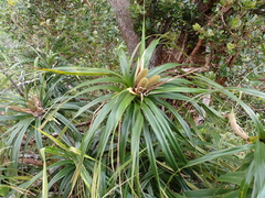 Freycinetia arborea, photograph (c) Neal Kelso, some rights reserved (CC BY)