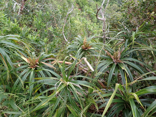 Freycinetia arborea, photograph 6