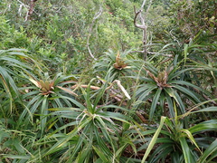 Freycinetia arborea, photograph (c) Neal Kelso, some rights reserved (CC BY)