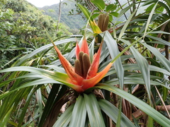 Freycinetia arborea, photograph (c) Neal Kelso, some rights reserved (CC BY)