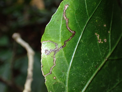 Philodoria hibiscella observed 2026-09-05